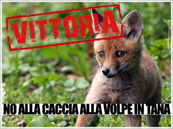 Vittoria! Il Consiglio di Stato smentisce il TAR di Venezia: stop al piano di sterminio delle volpi voluto dalla Provincia di Treviso