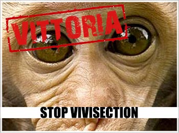 “Stop Vivisection”: ufficiale il raggiungimento di 1 milione di firme valide contro la vivisezione!
