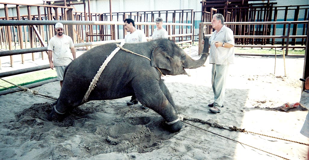 IL CIRCO CON GLI ANIMALI? LASCIALO ALLE SPALLE. CAMBIA IL FUTURO, SCEGLI UN CIRCO DI SOLI ARTISTI