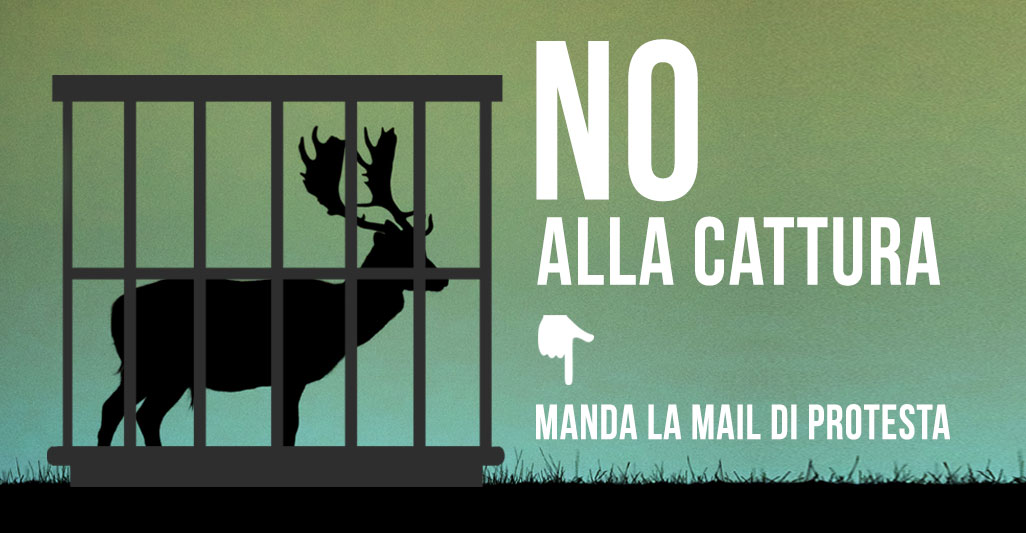 NO ALLA CATTURA E AL TRASFERIMENTO DEI DAINI DEL LIDO DI VOLANO (FE): PARTECIPA AL MAILBOMBING