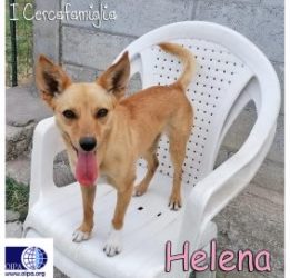 HELENA (BENEVENTO)