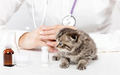 Le più comuni patologie dei gattini e come affrontarle
