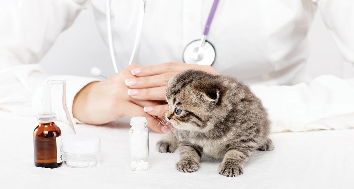 Le più comuni patologie dei gattini e come affrontarle