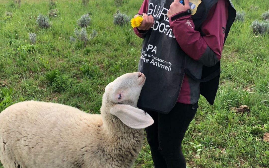 PER UNA PASQUA SENZA CRUDELTÀ, UN MESSAGGIO DI PACE CI ARRIVA DA ALL’UNA, FELICE DI ESPRIMERSI GRAZIE A CHI HA VISTO IN LEI UNA VITA E NON UNA MERCE