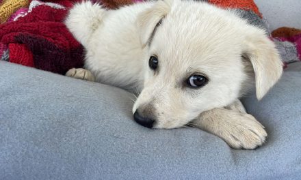 Senza tregua i recuperi di cuccioli da parte dei volontari dell’OIPA di Termoli. Ogni aiuto sarà prezioso