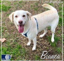 Bianca (Milano)