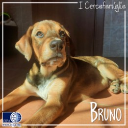 Bruno (Castel Morrone – CE)