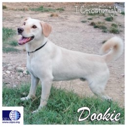 Dookie (Enna)