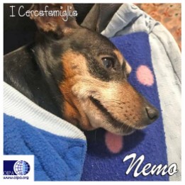 Nemo (Treviso)