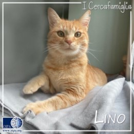 Lino (Milano)