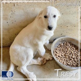 Tresy (Benevento)