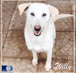 Willy (Tursi – MT)
