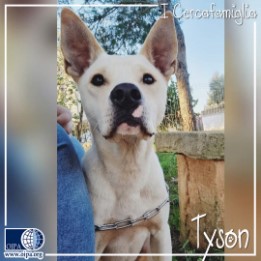 Tyson (Lecce)