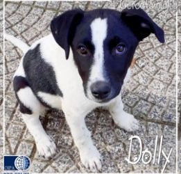 Dolly (Napoli)