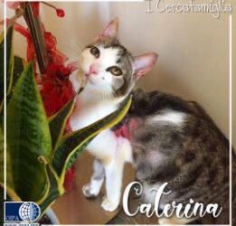 Caterina (Palermo)