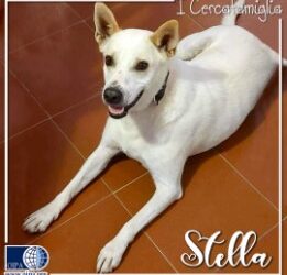 Stella (Trapani)