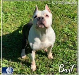 Bart (Lucca)