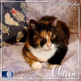 Chicca (Treviso)
