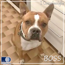 Boss (Bolzano)