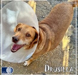 Drusilla (Floridia – SR)