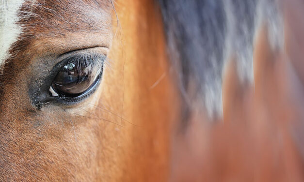 “END THE HORSE SLAUGHTER AGE”: METTIAMO FINE ALLA MACELLAZIONE DEI CAVALLI, FIRMA ORA E DIFFONDI L’INIZIATIVA DEI CITTADINI EUROPEI