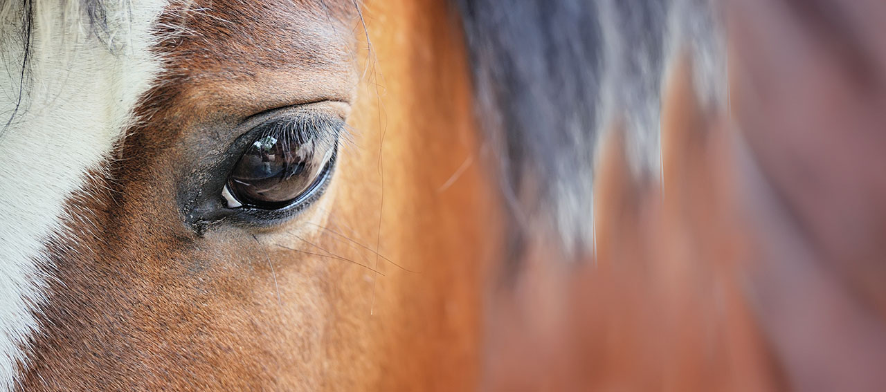 “END THE HORSE SLAUGHTER AGE”: METTIAMO FINE ALLA MACELLAZIONE DEI CAVALLI, FIRMA ORA E DIFFONDI L’INIZIATIVA DEI CITTADINI EUROPEI