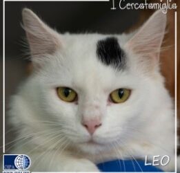 Leo – Macerata