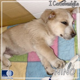 Nino (Catanzaro)