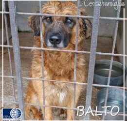 Balto (Paternopoli – AV)